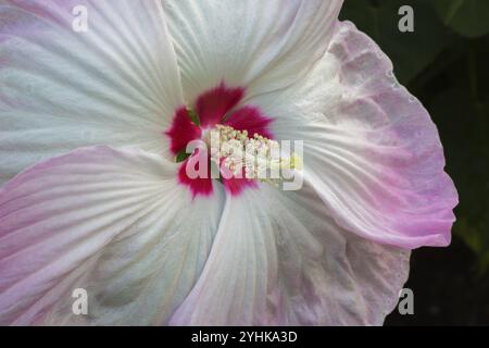 Primo piano di stigmi e stami su ibisco bianco e rosa, fiore di mandorla rosa comune in estate, Quebec, Canada, Nord America Foto Stock