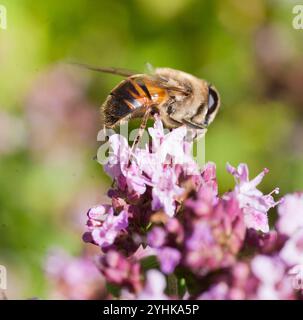 ERISTALIS TENAX il drone comune vola Foto Stock