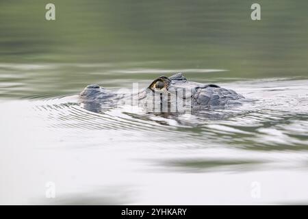 Caimano spettrale (Caiman Crocodilus yacara), coccodrillo (Alligatoridae), coccodrillo (Crocodylia), nuoto, ritratto di animali, Pantanal, entroterra, zona umida, ONU Foto Stock