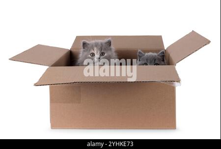 2 simpatici gattini inglesi corti e lunghi, seduti in una scatola di cartone marrone. Guardare oltre il bordo verso la fotocamera. Isolato su sfondo bianco. Foto Stock