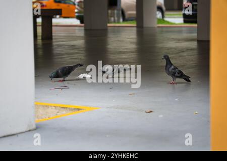 Piccioni che si nutrono di rifiuti a terra in un ponte vuoto piatto HDB (Housing Development Board) a Singapore, vicino a un parcheggio in un ambiente urbano. Foto Stock