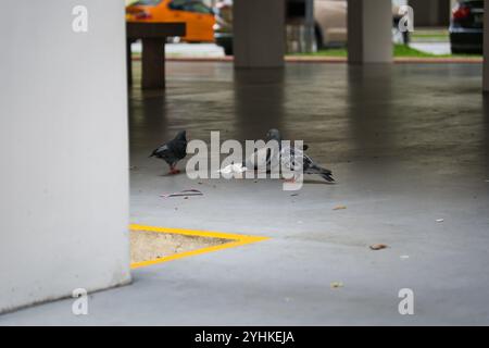 Piccioni che si nutrono di rifiuti a terra in un ponte vuoto piatto HDB (Housing Development Board) a Singapore, vicino a un parcheggio in un ambiente urbano. Foto Stock