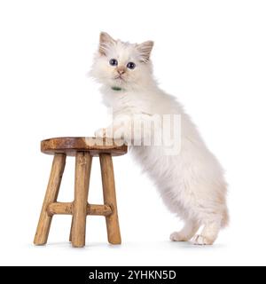 Simpatico gattino rosso a punta Sacra Birman, con le zampe su un piccolo sgabello in legno. Guardando direttamente alla telecamera con una specie di blu ey specifica Foto Stock