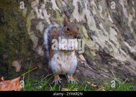 Londra, Regno Unito. 12 novembre 2024. Uno scoiattolo grigio in un parco. Credito: Vuk Valcic/Alamy Foto Stock