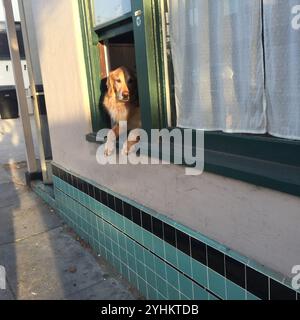 Un Golden retriever che sbuca da una finestra con cornice verde, zampe appoggiate sulla sporgenza. La luce del sole del tardo pomeriggio proietta ombre calde. Foto Stock