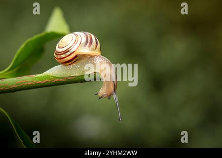 Vista ravvicinata di una lumaca da giardino che si arrampica su uno stelo di foglie verdi con attenzione sulla testa e sul guscio colorato dietro di lui. Foto Stock