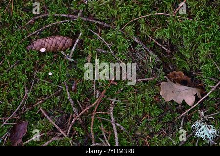 Skånes-Fagerhult, Skåne, Svezia. 12 novembre 2024. Vedute del paesaggio della foresta svedese. Foto Stock