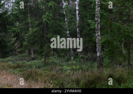 Skånes-Fagerhult, Skåne, Svezia. 12 novembre 2024. Vedute del paesaggio della foresta svedese. Foto Stock