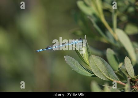 Southern Damselfly o Mercury Bluet maschio - Coenagrion mercuriale Foto Stock