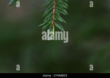 Skånes-Fagerhult, Skåne, Svezia. 12 novembre 2024. Vedute del paesaggio della foresta svedese. Foto Stock