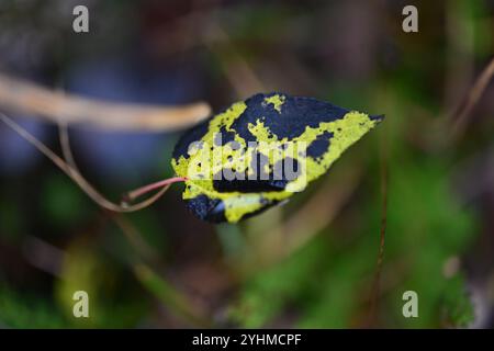 Skånes-Fagerhult, Skåne, Svezia. 12 novembre 2024. Vedute del paesaggio della foresta svedese. Foto Stock