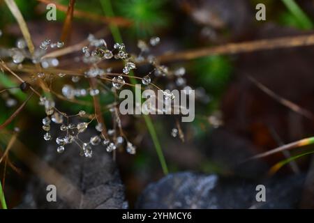 Skånes-Fagerhult, Skåne, Svezia. 12 novembre 2024. Vedute del paesaggio della foresta svedese. Foto Stock