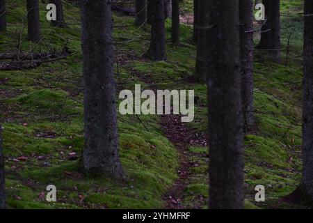 Skånes-Fagerhult, Skåne, Svezia. 12 novembre 2024. Vedute del paesaggio della foresta svedese. Foto Stock