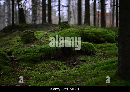 Skånes-Fagerhult, Skåne, Svezia. 12 novembre 2024. Vedute del paesaggio della foresta svedese. Foto Stock