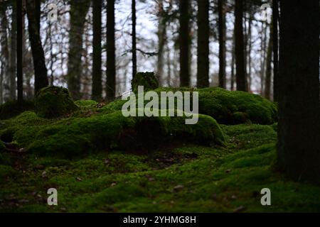 Skånes-Fagerhult, Skåne, Svezia. 12 novembre 2024. Vedute del paesaggio della foresta svedese. Foto Stock