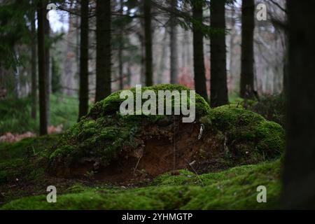 Skånes-Fagerhult, Skåne, Svezia. 12 novembre 2024. Vedute del paesaggio della foresta svedese. Foto Stock