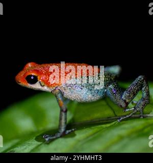 Rana veleno granulare (Oophaga granulifera) Foto Stock