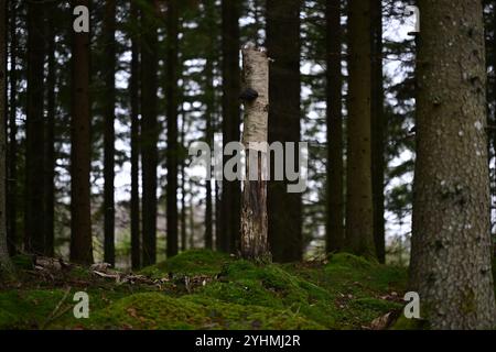 Skånes-Fagerhult, Skåne, Svezia. 12 novembre 2024. Vedute del paesaggio della foresta svedese. Foto Stock