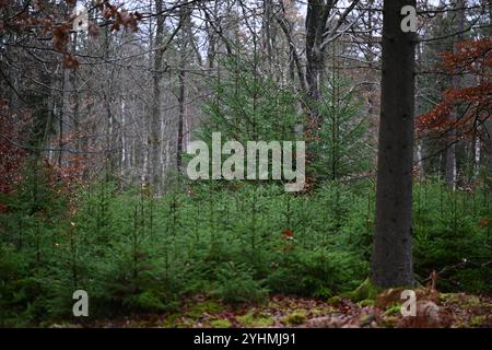 Skånes-Fagerhult, Skåne, Svezia. 12 novembre 2024. Vedute del paesaggio della foresta svedese. Foto Stock