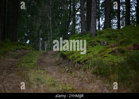 Skånes-Fagerhult, Skåne, Svezia. 12 novembre 2024. Vedute del paesaggio della foresta svedese. Foto Stock