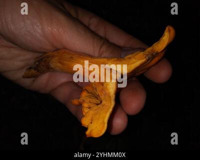 Jack-o'-lanterna dell'America orientale (Omphalotus illudens) Foto Stock