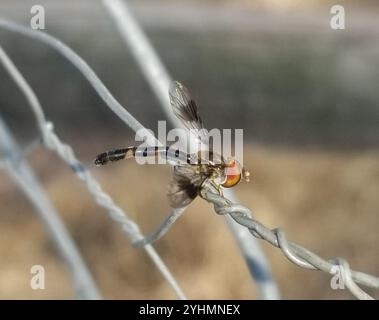 Volo aereo alato a banda orientale (Hypocritanus fascipennis) Foto Stock