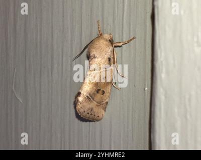 American Dun-bar Moth (Cosmia calami) Foto Stock