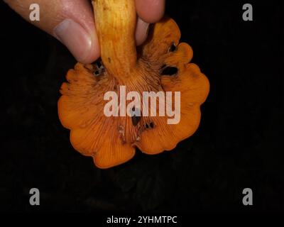 Jack-o'-lanterna dell'America orientale (Omphalotus illudens) Foto Stock