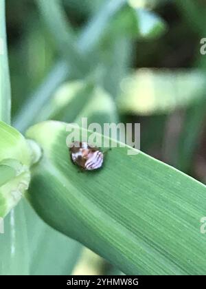 Alder Spittlebug (Clastoptera obtusa) Foto Stock