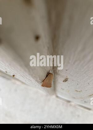 American Dun-bar Moth (Cosmia calami) Foto Stock