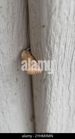 American Dun-bar Moth (Cosmia calami) Foto Stock