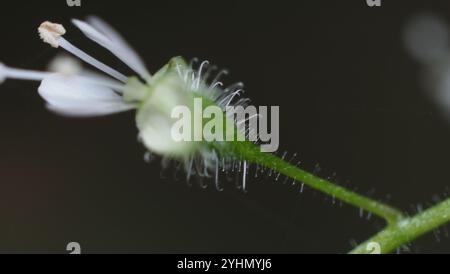 tonalità notte dell'incantatore a foglia larga (Circaea canadensis) Foto Stock