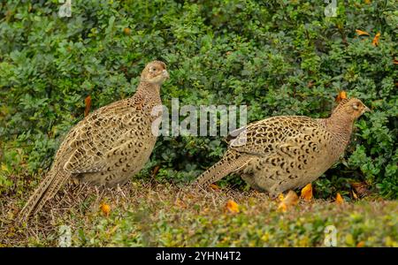 Fagiani, due fagiani con collo ad anello o di gallina che si forgiano in un riccio in autunno. Nome scientifico: Phasianus colchicus. Rivolto a destra. Orizzontale Foto Stock