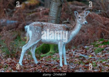 Cervo in autunno a Knole Park vicino a Sevenoaks nel Kent, Inghilterra Foto Stock