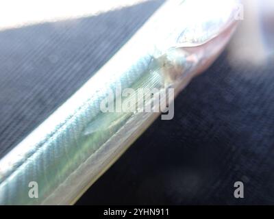 Lancia di sabbia del Pacifico (Ammodytes personatus) Foto Stock