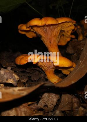 Jack-o'-lanterna dell'America orientale (Omphalotus illudens) Foto Stock