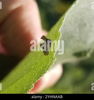 Tramoggia con chiglia (Entylia carinata) Foto Stock