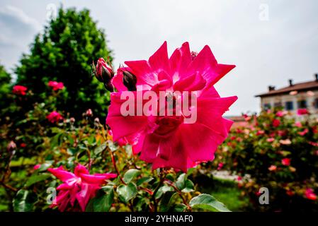 Primo piano della Rosa pendulina con sullo sfondo i rami delle rose un giardino di rose con gemme e foglie verdi Foto Stock