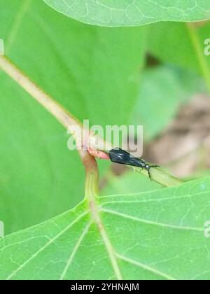 Black Dancer Caddisfly (Mystacides sepulchralis) Foto Stock