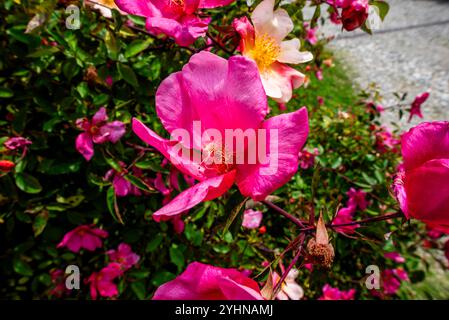 Primo piano della Rosa pendulina con sullo sfondo i rami delle rose un giardino di rose con gemme e foglie verdi Foto Stock