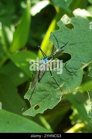 Zanzara elefante (Toxorhynchites rutilus) Foto Stock