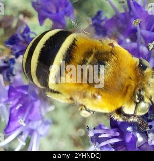 Ape da scarificatore a quattro strisce (Amegilla quadrifasciata) Foto Stock