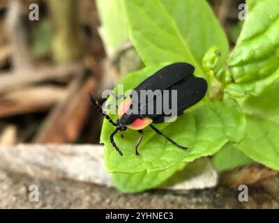 Lucidota atra (Lucidota atra) Foto Stock