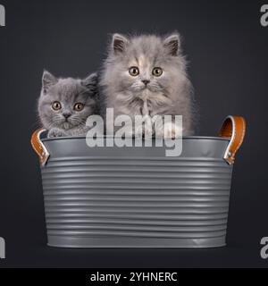 Adorabili gattini inglesi corti blu e gattini Longhair, seduti insieme in una vasca di metallo grigio. Guardare direttamente alla fotocamera con bellissimi occhi rotondi. Isola Foto Stock