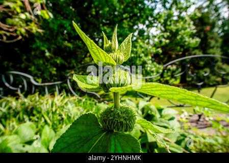 Primo piano di Phlomis fruticosa con foglie verdi sullo sfondo in Lombardia Varese Foto Stock