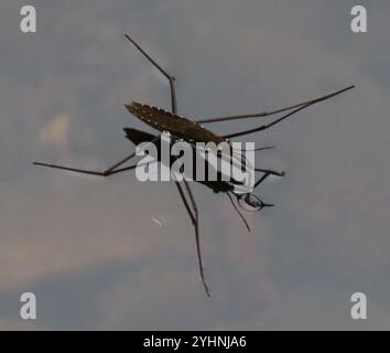 Strider d'acqua comune nordamericano (Aquarius remigis) Foto Stock