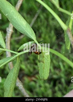 Nobili vespe scoliidi (Scolia nobilitata) Foto Stock