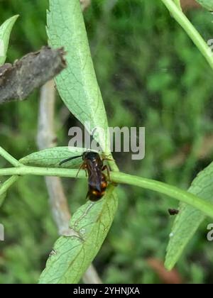 Nobili vespe scoliidi (Scolia nobilitata) Foto Stock