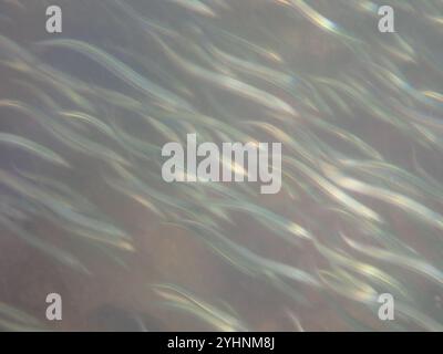 Lancia di sabbia del Pacifico (Ammodytes personatus) Foto Stock