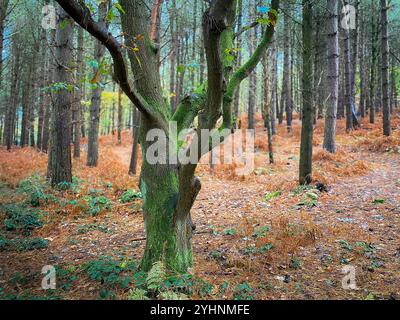 Quercia singola di fronte a una collina di conifere a Daresbury Firs in autunno Foto Stock